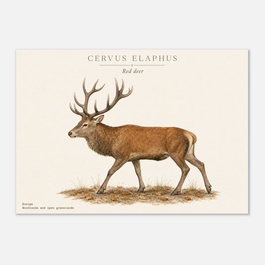 Affiche Cerf élaphe naturaliste paysage – Papier qualité musée — illustration du cerf élaphe sur fond ivoire
