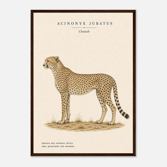 Affiche Guépard naturaliste portrait encadrée en bois foncé — portrait du guépard, mise en situation murale