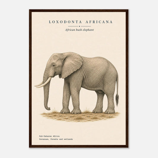 Affiche Éléphant d'Afrique naturaliste portrait encadrée en bois naturel — portrait de l'éléphant, mise en situation murale