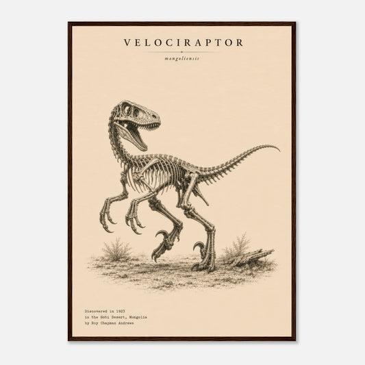 Affiche murale Vélociraptor squelette fossile, illustration Mûrale qualité musée