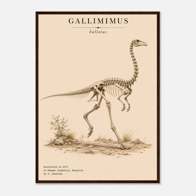 Affiche Murale Gallimimus en squelette – Encadrée Bois
