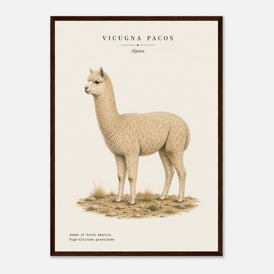 Affiche Alpaga naturaliste portrait encadrée en bois blanc — illustration de l'alpaga, mise en situation murale