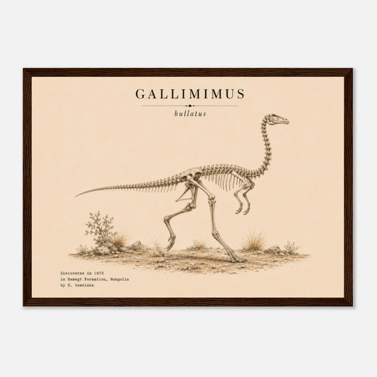 Affiche murale Gallimimus squelette fossile, illustration Mûrale qualité musée