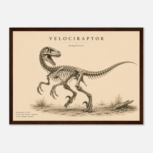 Affiche murale Vélociraptor squelette fossile, illustration Mûrale qualité musée