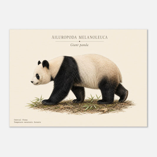 Affiche Panda géant naturaliste paysage – Papier qualité musée — illustration du panda géant sur fond ivoire