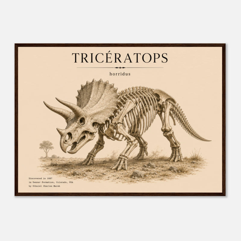 Affiche Murale Tricératops en squelette – Encadrée Bois