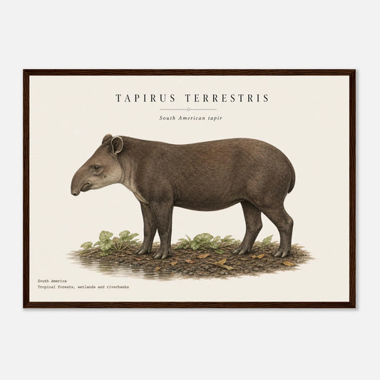 Affiche Tapir terrestre naturaliste paysage encadrée en bois blanc — illustration du tapir, mise en situation murale