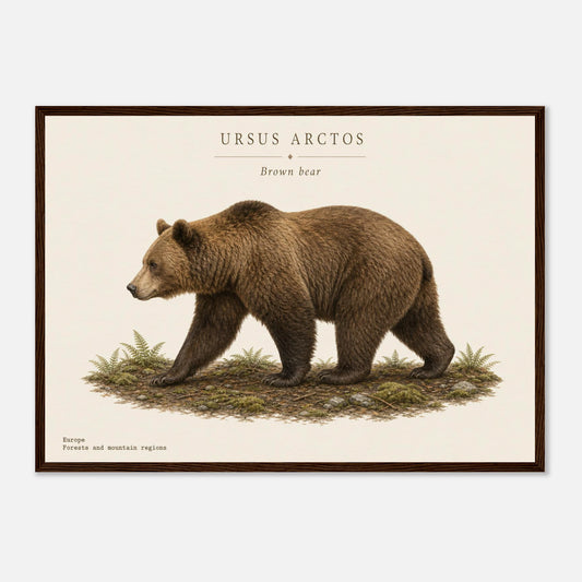 Affiche Ours brun naturaliste paysage encadrée en bois blanc — illustration de l'ours brun, mise en situation murale