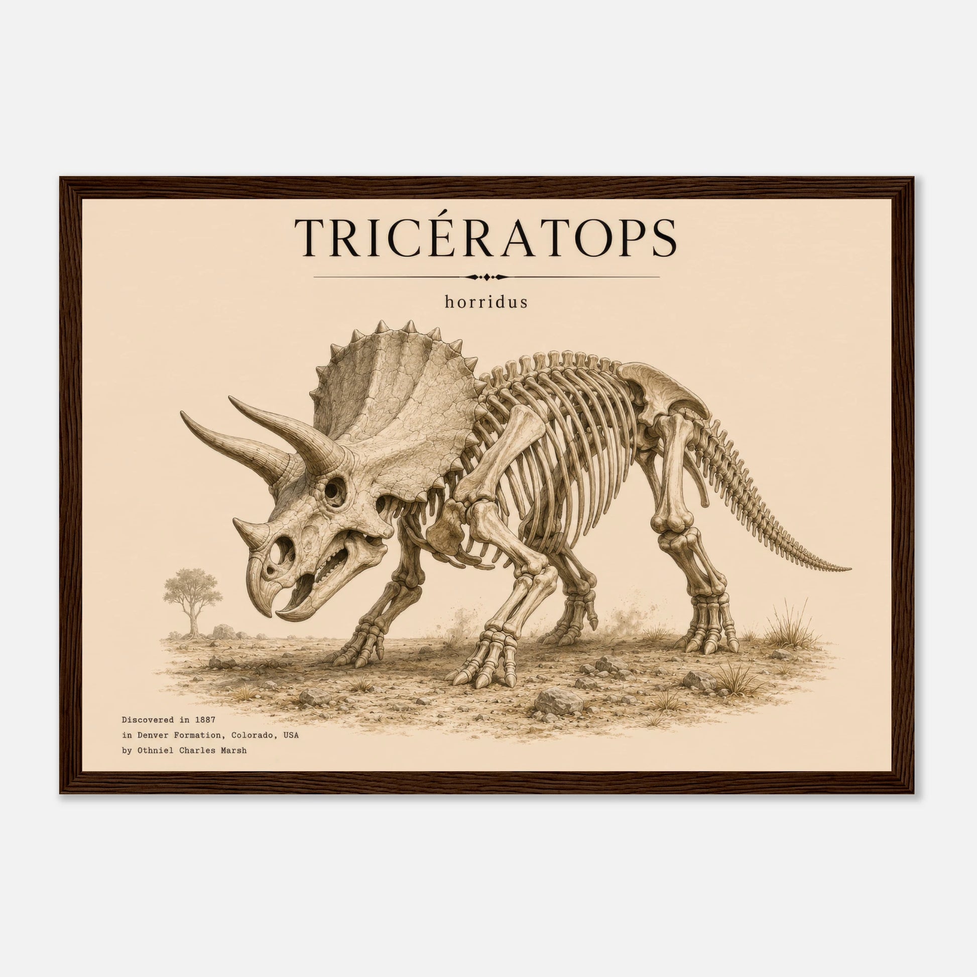 Affiche murale Tricératops squelette fossile, illustration Mûrale qualité musée