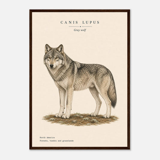 Affiche Loup gris naturaliste portrait encadrée en bois blanc — portrait du loup, mise en situation murale