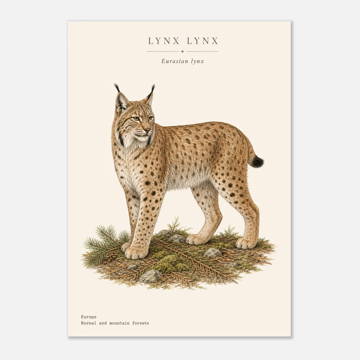 Affiche Lynx boréal naturaliste portrait – Papier qualité musée — visuel de présentation