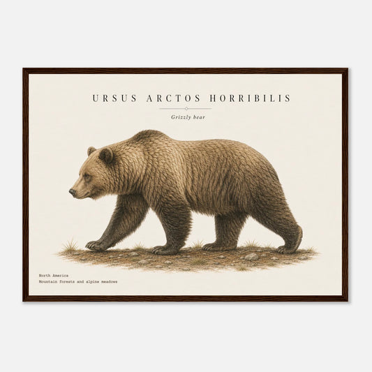 Affiche Grizzli naturaliste paysage encadrée en bois foncé — illustration du grizzli, mise en situation murale