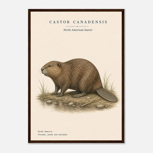 Affiche Castor du Canada naturaliste portrait encadrée en bois naturel — portrait du castor, mise en situation murale