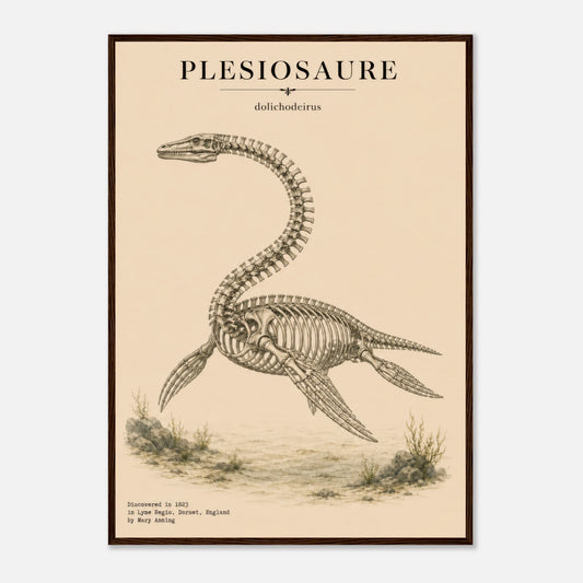 Affiche murale Plésiosaure squelette fossile, illustration Mûrale qualité musée