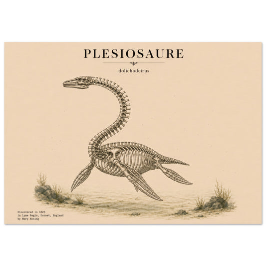 Affiche murale Plésiosaure squelette fossile, illustration Mûrale qualité musée