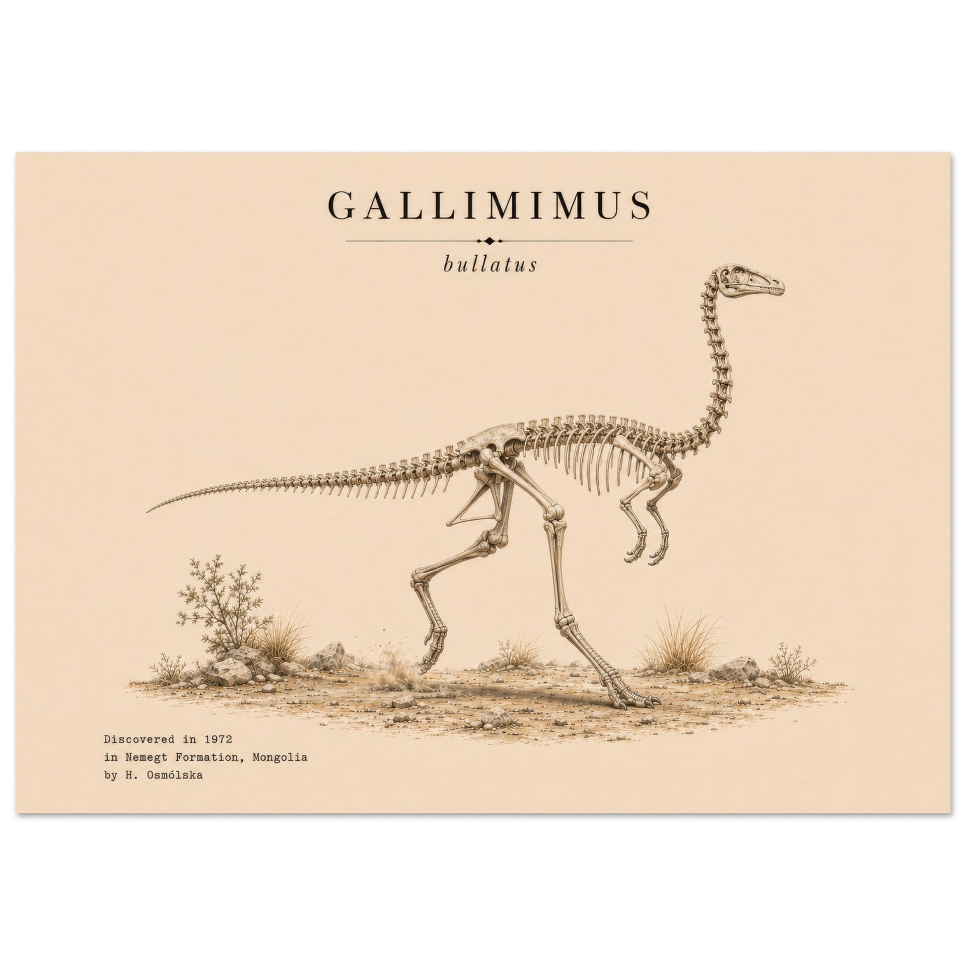 Affiche Gallimimus squelette fossilisé paysage – Papier qualité musée — mise en situation
