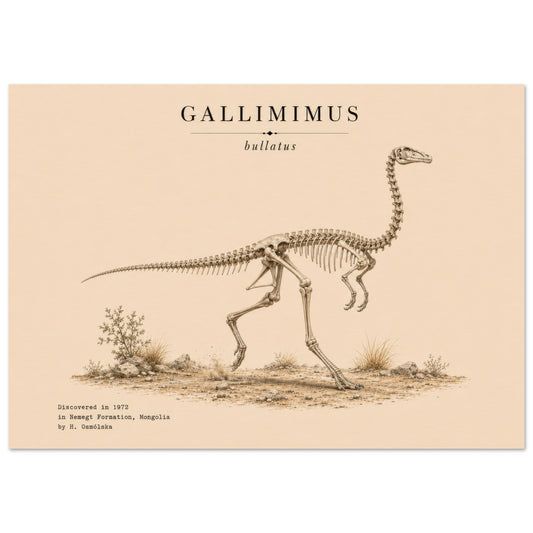 Affiche murale Gallimimus squelette fossile, illustration Mûrale qualité musée