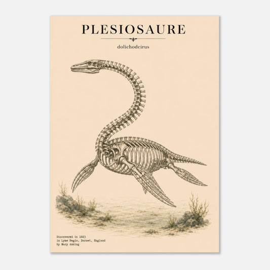 Affiche murale Plésiosaure squelette fossile, illustration Mûrale qualité musée