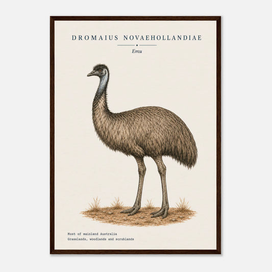 Affiche Émeu naturaliste portrait encadrée en bois foncé — illustration de l'émeu, mise en situation murale