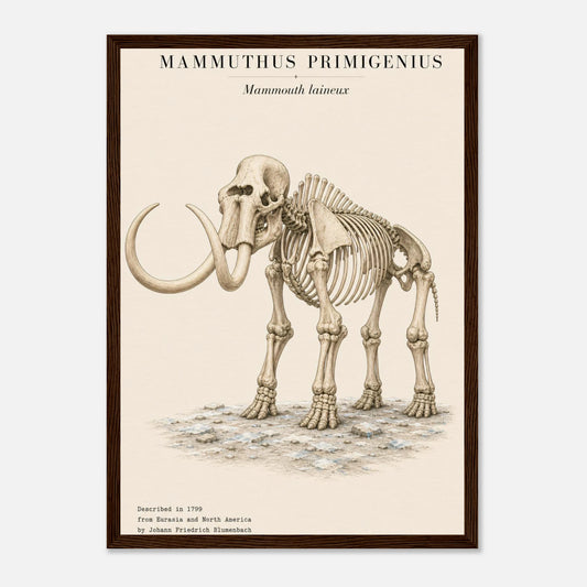 Affiche du squelette fossilisé de mammouth laineux en portrait, encadrée en bois
