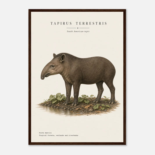 Affiche Tapir terrestre naturaliste portrait encadrée en bois naturel — illustration du tapir, mise en situation murale
