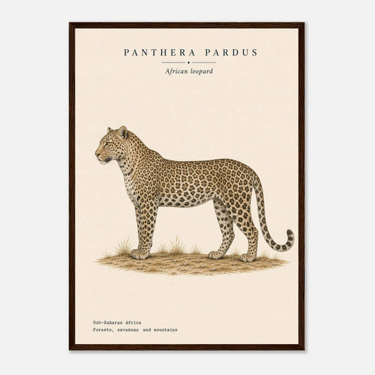 Affiche Léopard naturaliste portrait encadrée en bois foncé — portrait du léopard, mise en situation murale