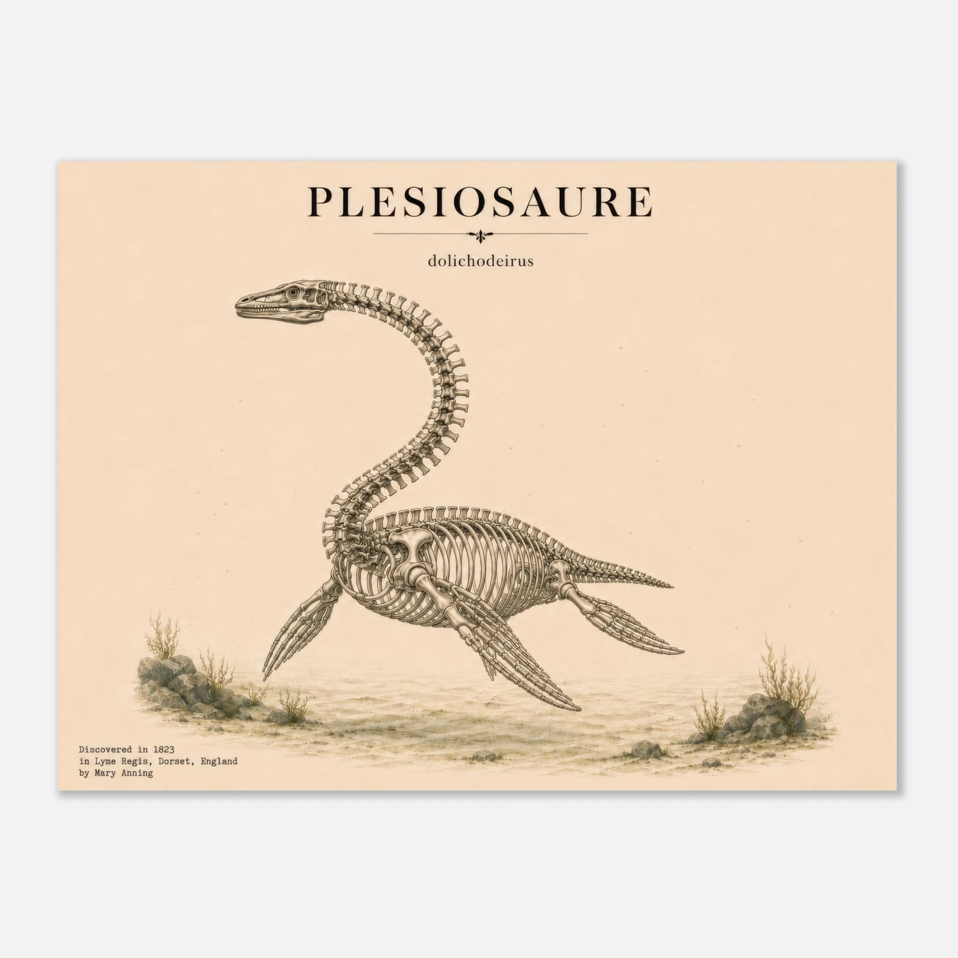 Affiche murale Plésiosaure squelette fossile, illustration Mûrale qualité musée