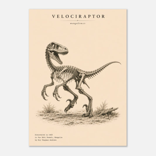 Affiche murale Vélociraptor squelette fossile, illustration Mûrale qualité musée