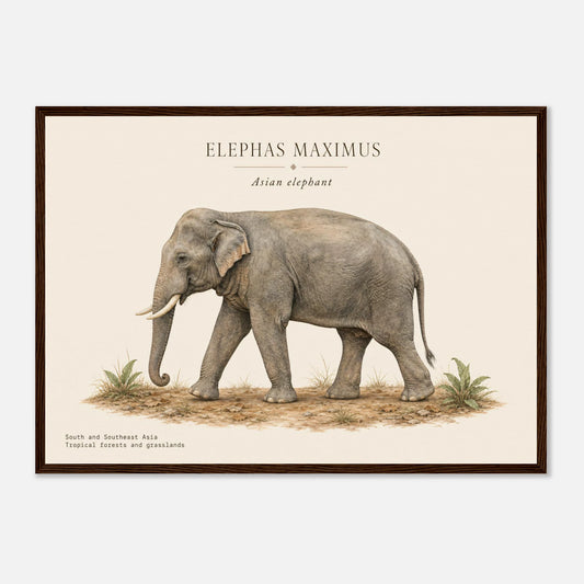 Affiche Éléphant d'Asie naturaliste paysage encadrée en bois naturel — illustration de l'éléphant d'Asie, mise en situation murale
