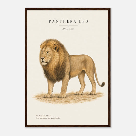Affiche Lion d'Afrique naturaliste portrait encadrée en bois naturel — portrait du lion, mise en situation murale