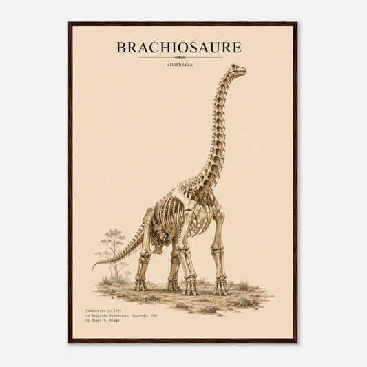 Affiche murale Brachiosaure squelette fossile, illustration Mûrale qualité musée