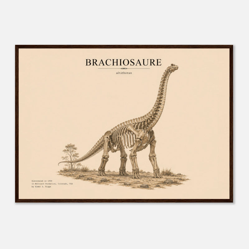 Affiche Murale Brachiosaure en squelette – Encadrée Bois