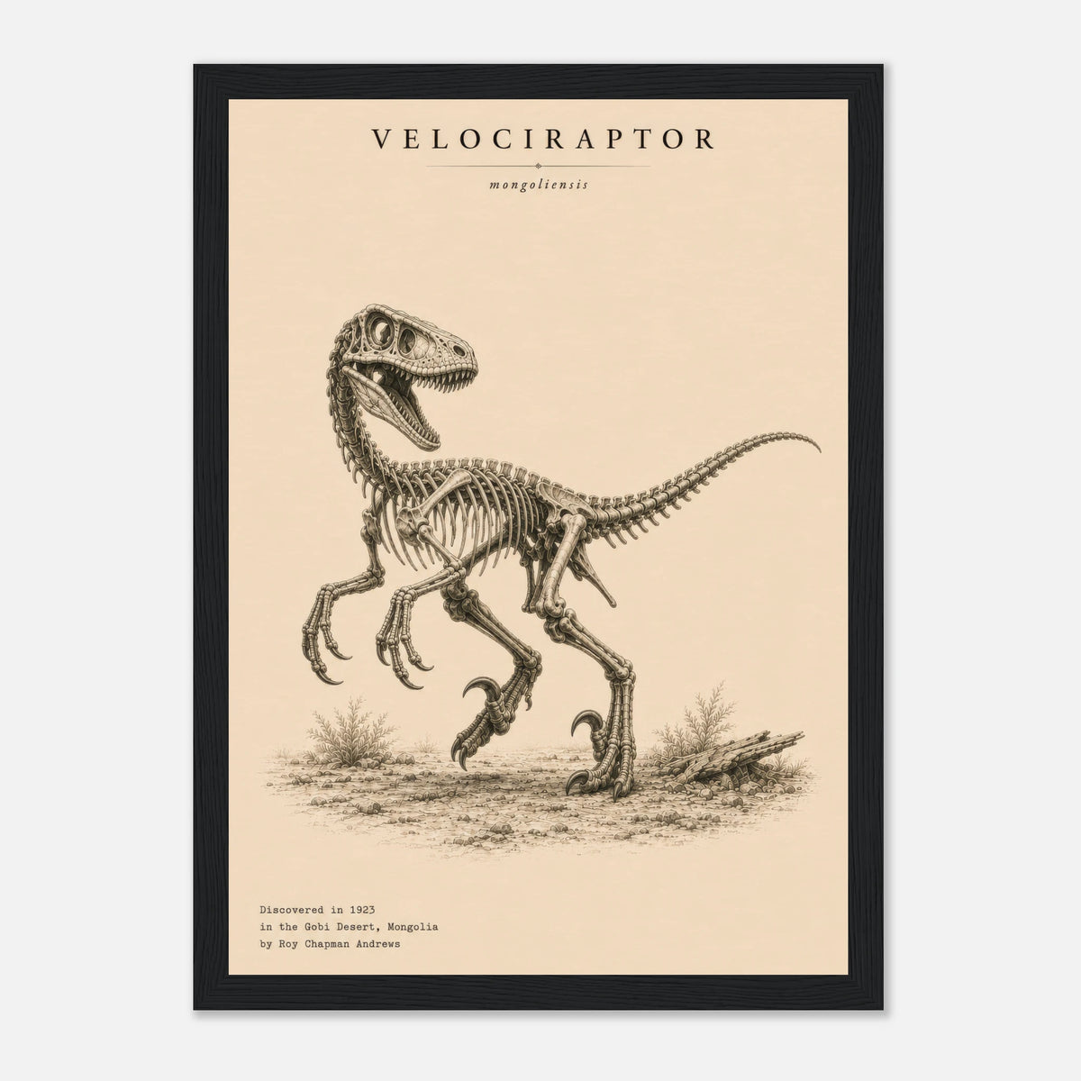 Affiche Vélociraptor squelette fossilisé portrait – Cadre en bois naturel — visuel de présentation