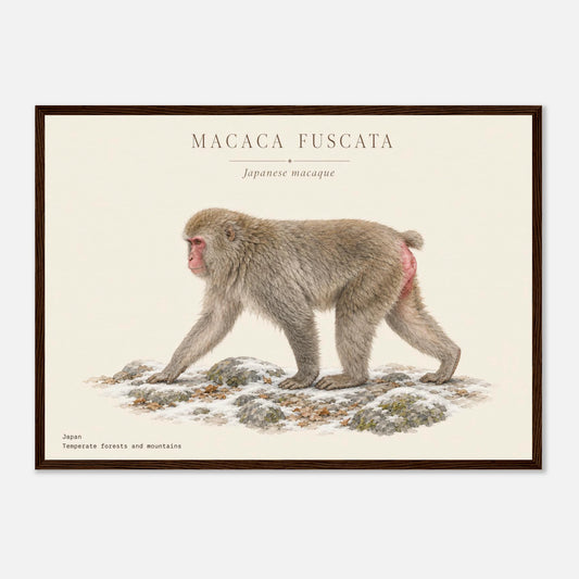 Affiche Macaque japonais naturaliste paysage encadrée en bois naturel — illustration du macaque japonais, mise en situation murale