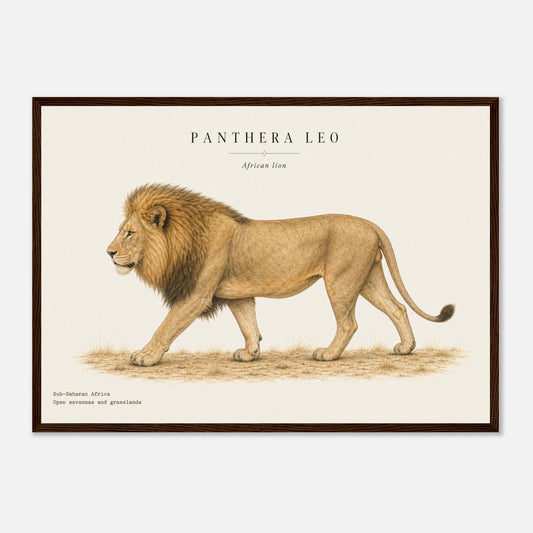 Affiche Lion d'Afrique naturaliste paysage encadrée en bois foncé — lion de profil, mise en situation murale