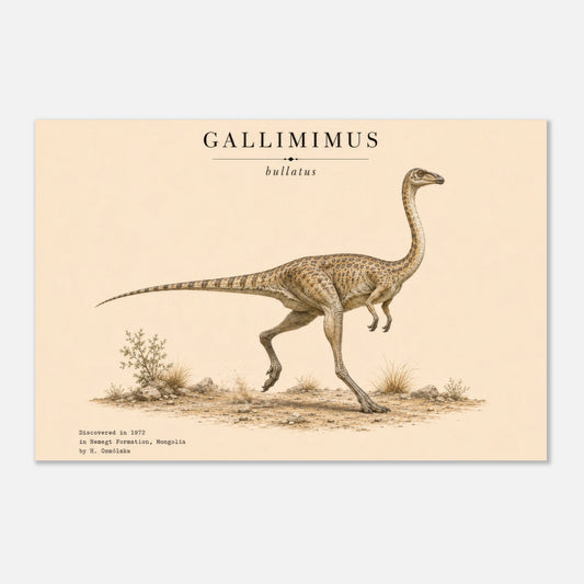 Affiche murale Gallimimus réaliste en chair, illustration Mûrale qualité musée