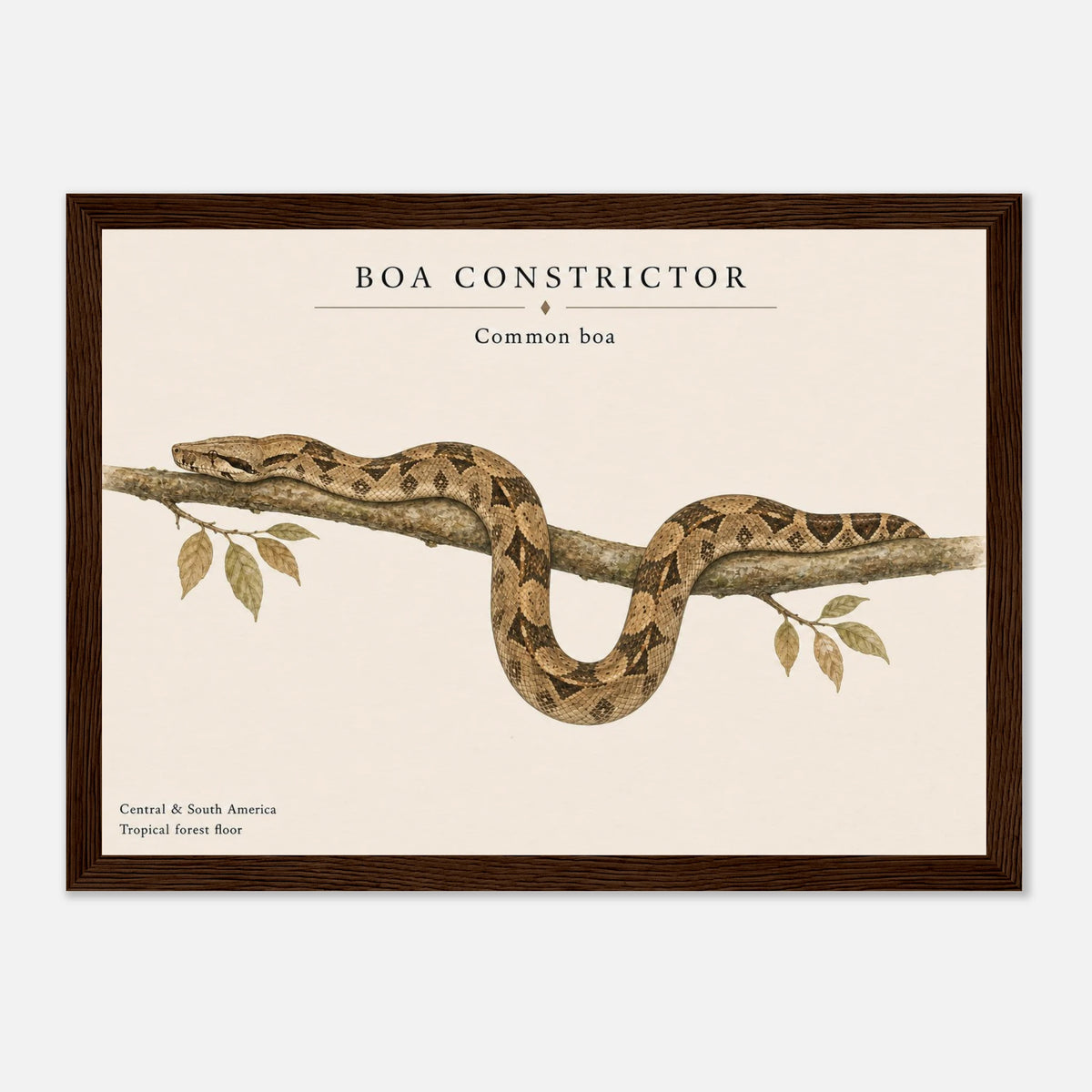 Affiche Boa constricteur naturaliste paysage - Encadrée bois — visuel principal