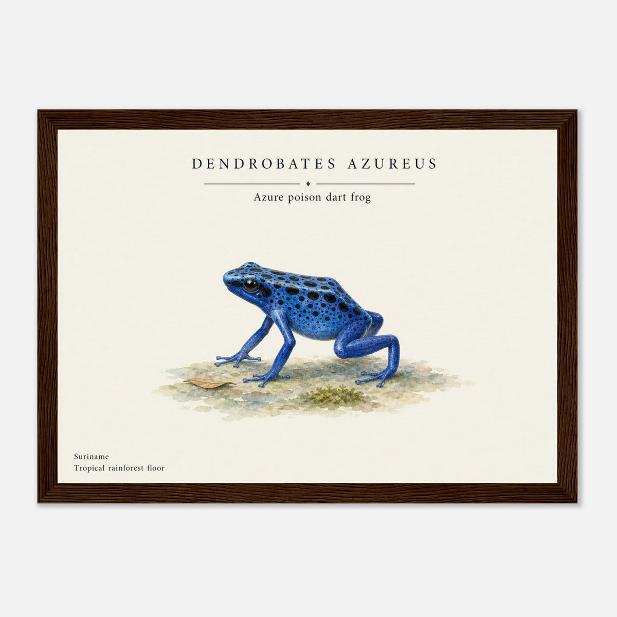 Affiche Grenouille azureus naturaliste paysage - Encadrée bois — visuel principal