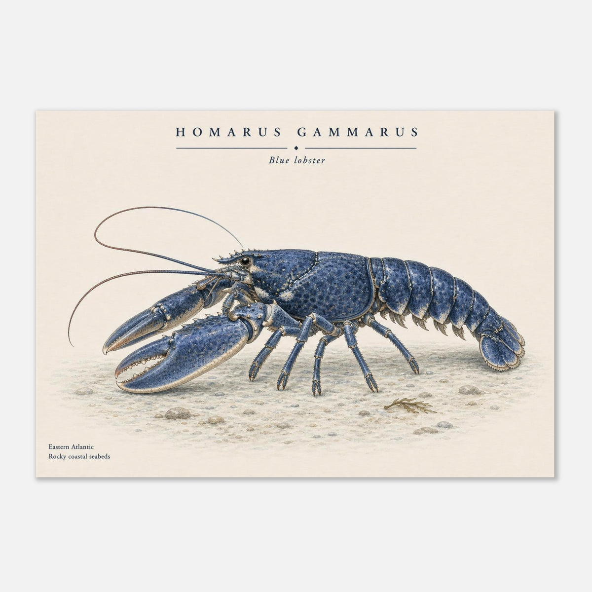 Affiche Homard bleu naturaliste paysage - Papier qualité musée — visuel principal