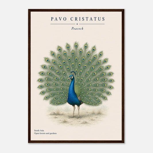 Affiche Paon qui fait la roue naturaliste portrait – Encadrée bois — visuel principal