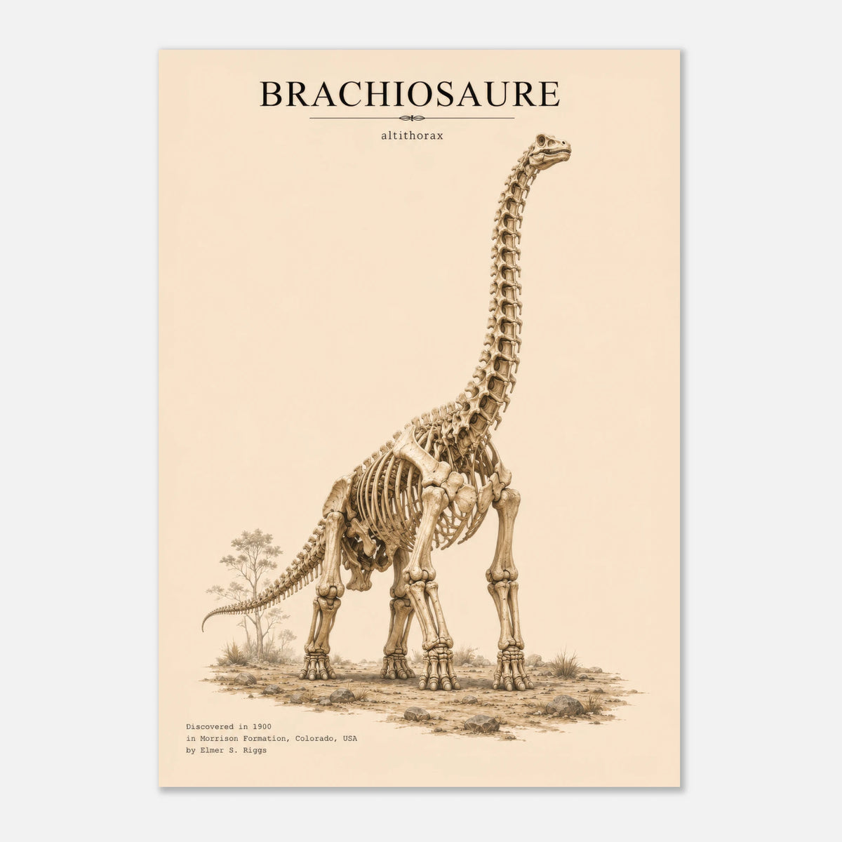 Affiche Brachiosaure squelette fossilisé portrait – Papier qualité musée — visuel principal