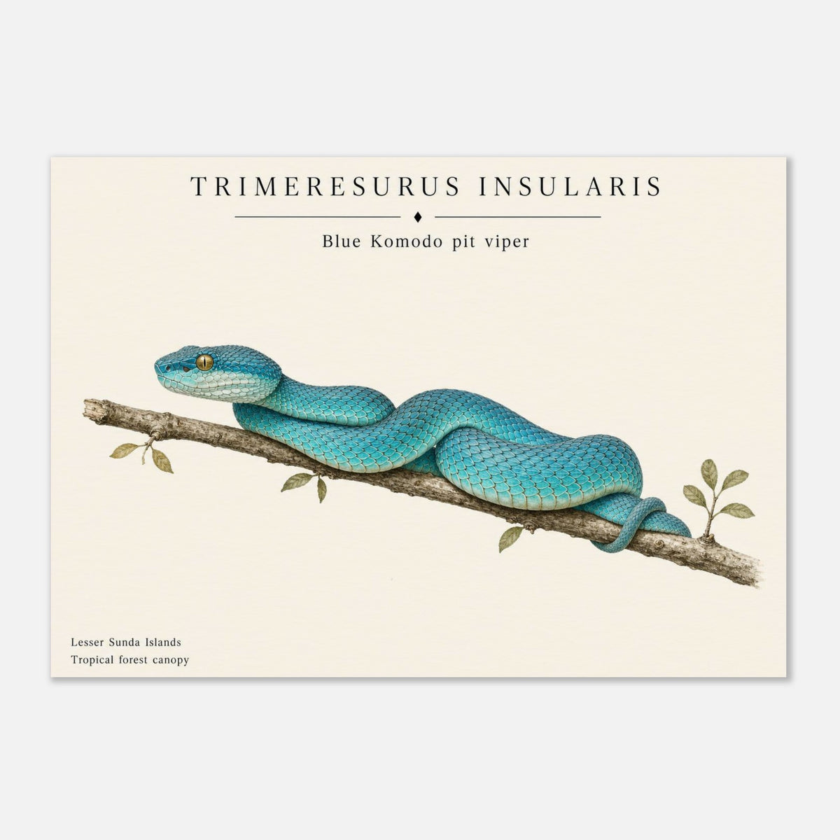 Affiche Vipere bleue de Komodo naturaliste paysage - Papier qualite musee — visuel principal