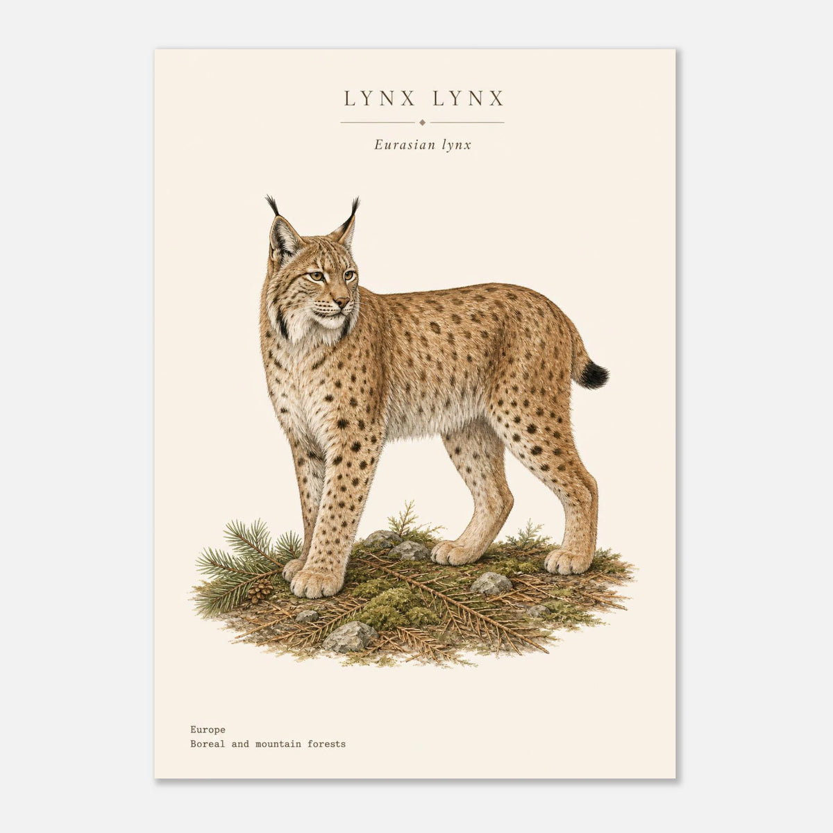 Affiche Lynx boréal naturaliste portrait – Papier qualité musée — visuel de présentation