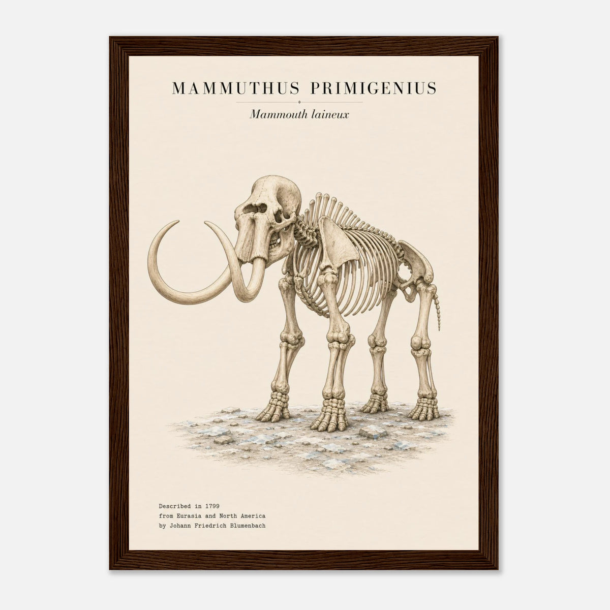 Affiche Mammouth laineux squelette portrait – Encadrée bois — visuel de présentation