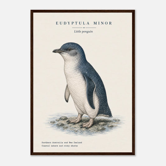 Affiche Petit pingouin naturaliste portrait encadrée en bois foncé — illustration du petit pingouin, mise en situation murale