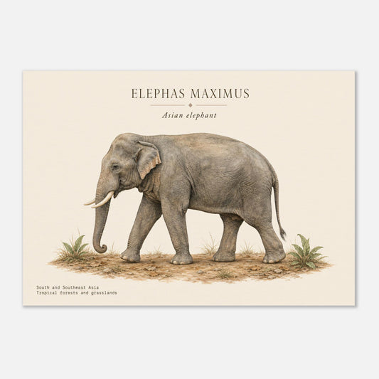 Affiche Éléphant d'Asie naturaliste paysage – Papier qualité musée — illustration de l'éléphant d'Asie sur fond ivoire