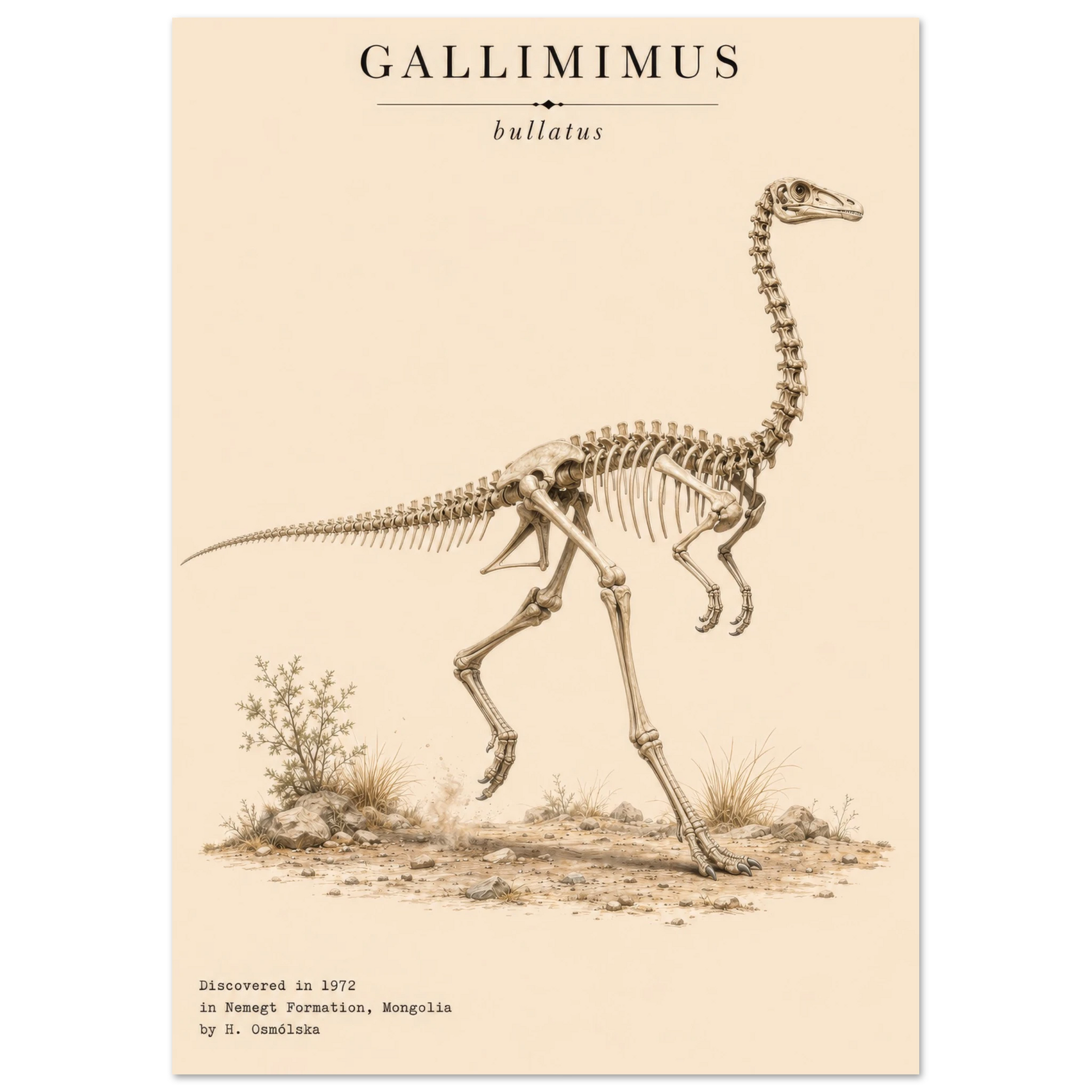 Affiche Gallimimus squelette fossilisé portrait – Papier qualité musée — mise en situation