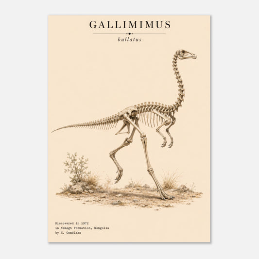 Affiche murale Gallimimus squelette fossile, illustration Mûrale qualité musée