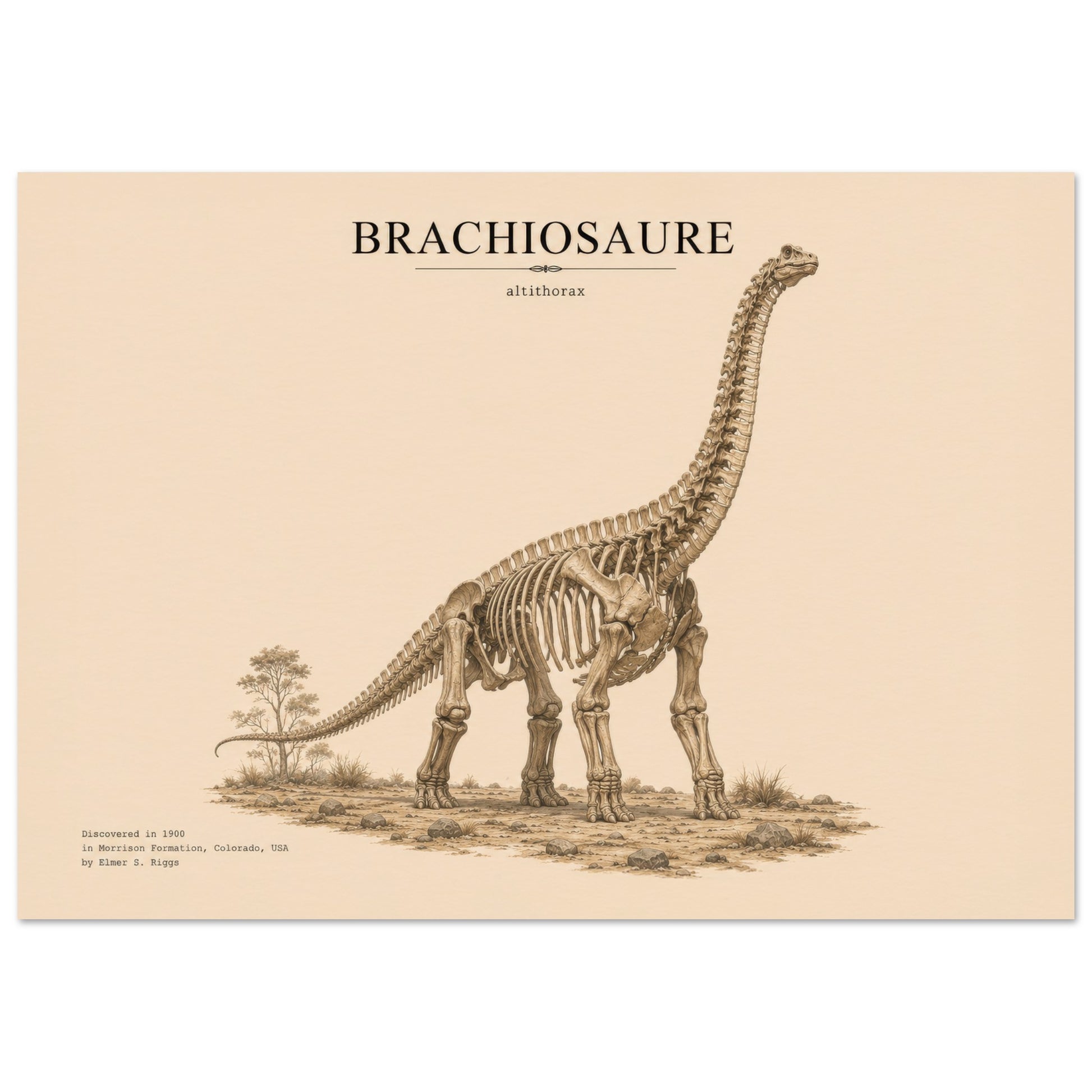 Affiche Brachiosaure squelette fossilisé paysage – Papier qualité musée — mise en situation