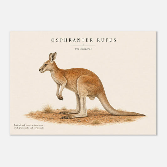 Affiche Kangourou roux naturaliste paysage – Papier qualité musée — illustration du kangourou roux sur fond ivoire